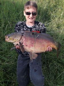 Mirror Carp