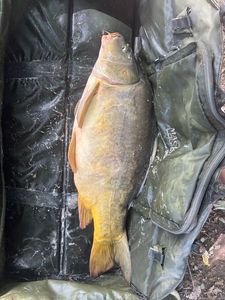Leather Carp