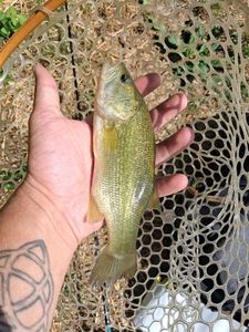 Largemouth Bass