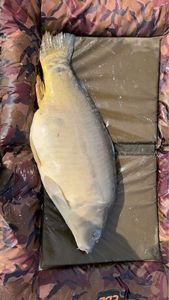 Leather Carp