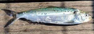 Shad