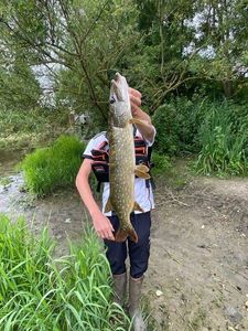 Northern Pike