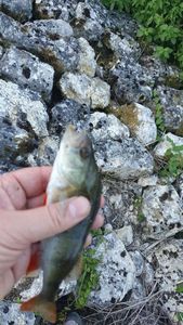 European Perch