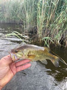 Largemouth Bass