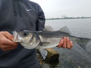 European Bass (Seabass)