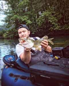 Northern Pike