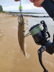 European Bass (Seabass)