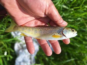 Brown Trout