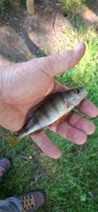 European Perch