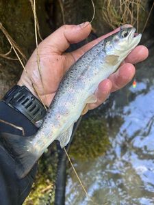 Brown Trout