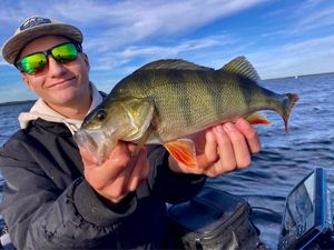 European Perch