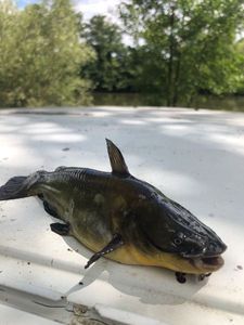 Black Bullhead