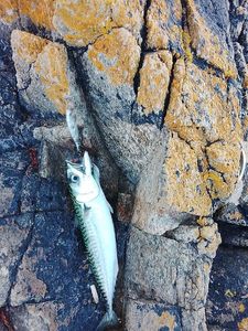 Mackerel