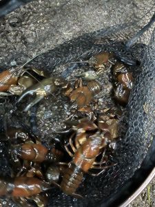 Red Swamp Crayfish
