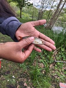 Roach