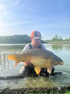 Mirror Carp