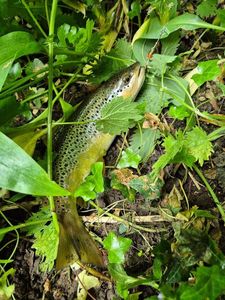 Brown Trout