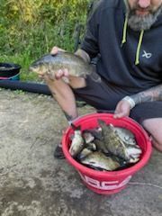 Crucian Carp