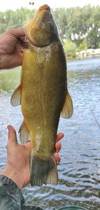 Tench