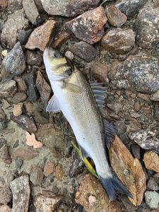 European Bass (Seabass)