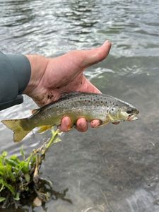 Brown Trout