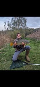 Common Carp