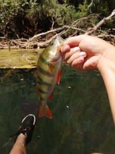 European Perch