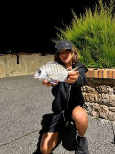White Seabream