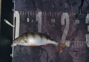 European Perch