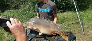 Mirror Carp