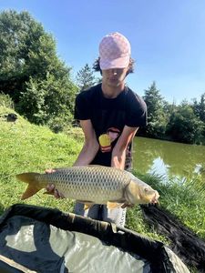 Common Carp