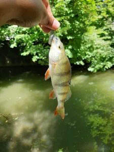 European Perch