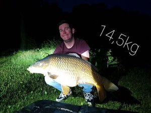 Common Carp