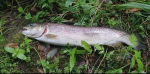 Brown Trout