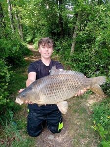 Common Carp