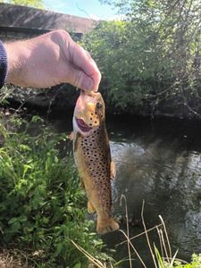 Brown Trout