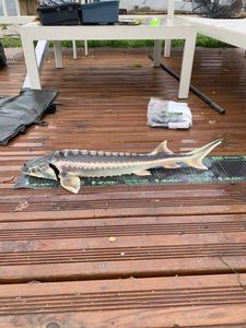 Starry Sturgeon