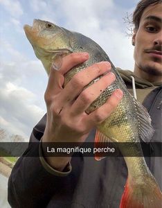 European Perch