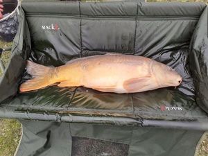 Leather Carp