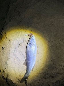 European Bass (Seabass)