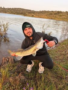 Zander