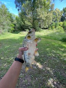 Koï Fish