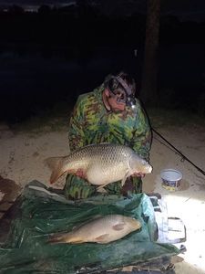 Common Carp