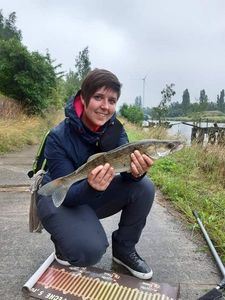 Zander