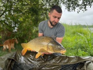 Common Carp