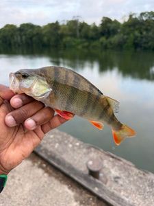 European Perch