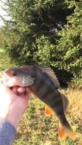 European Perch