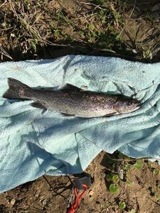 Rainbow Trout
