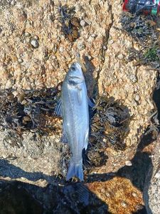 European Bass (Seabass)