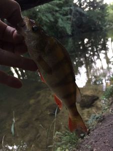 European Perch